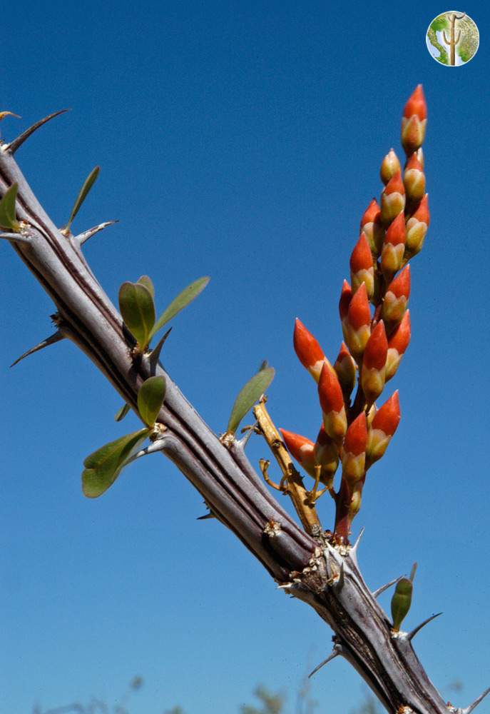 Photo: Ocotillo flowers about to bloom