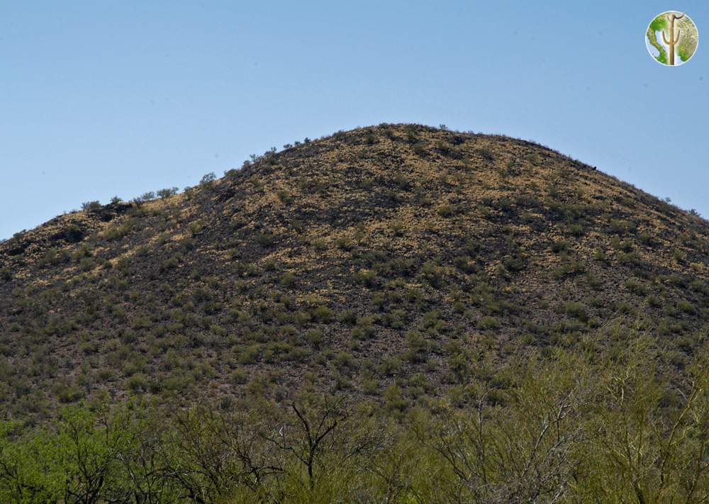 Buffelgrass taking over hill in Sonoran Desert