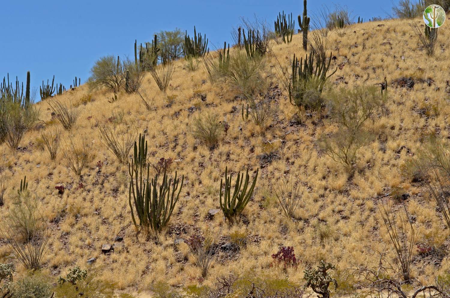 Buffelgrass-invaded hillside