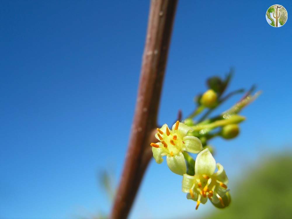 Bursera fagaroides flower close-up