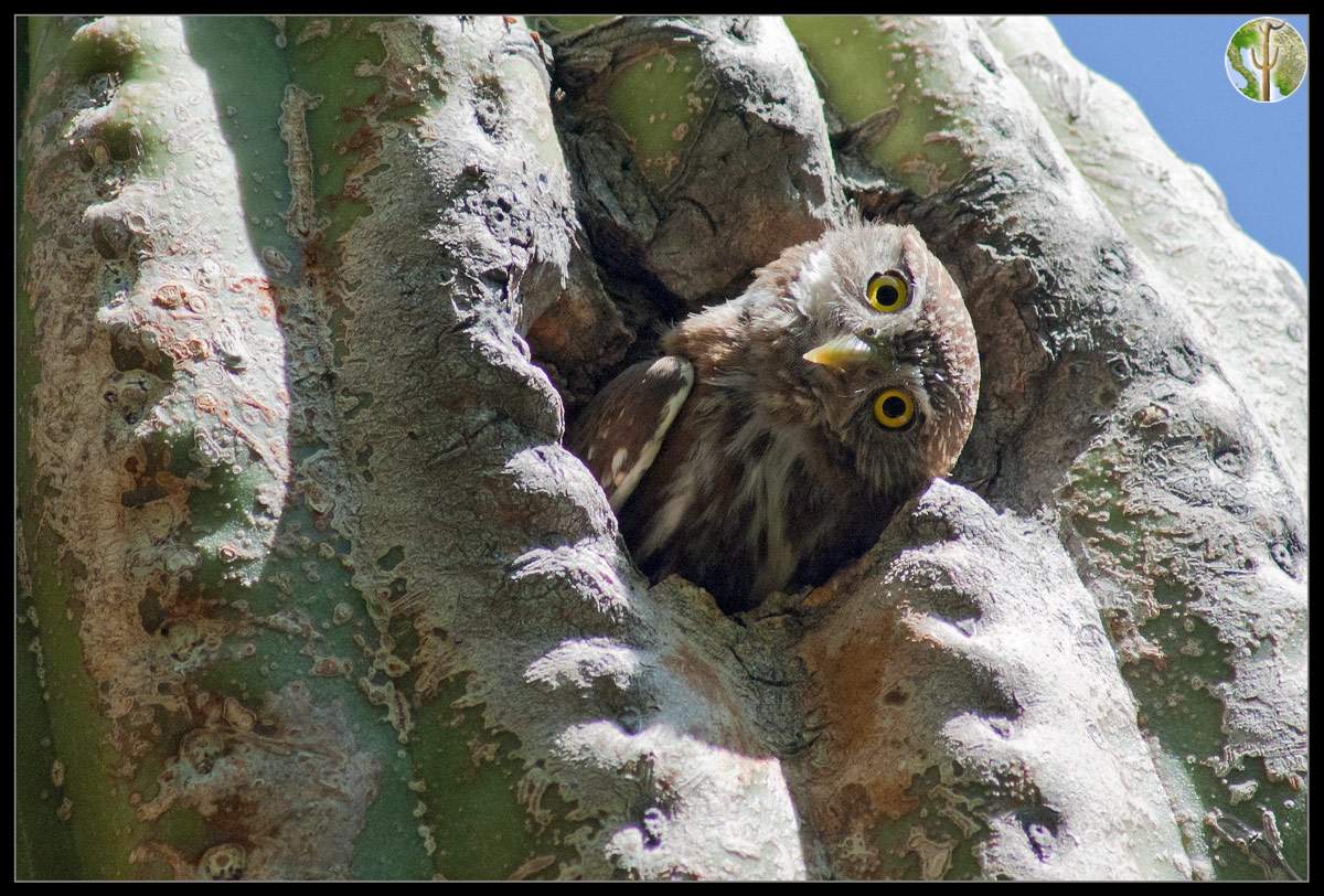 Cactus ferruginous pygmy-owl with sideways head