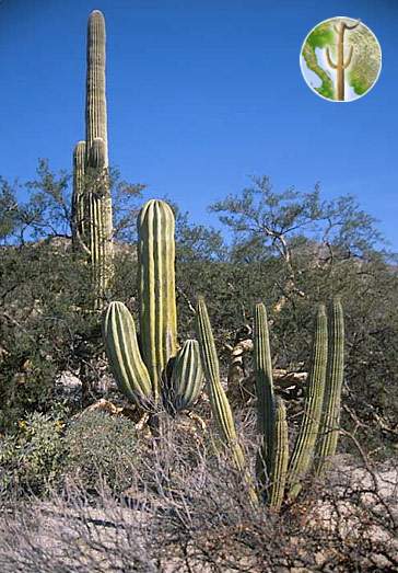 Organ Pipe, Saguaro, and Cardon