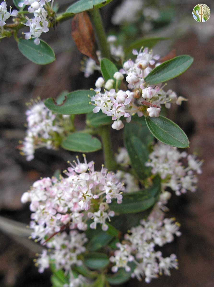 Ceanothus fendleri in flower