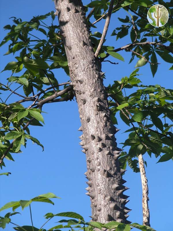 Ceiba acuminata trunk