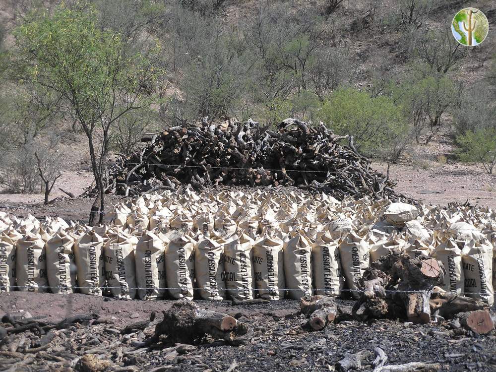 Charcoal operation - cutting and partial burning of mesquite, Sonora