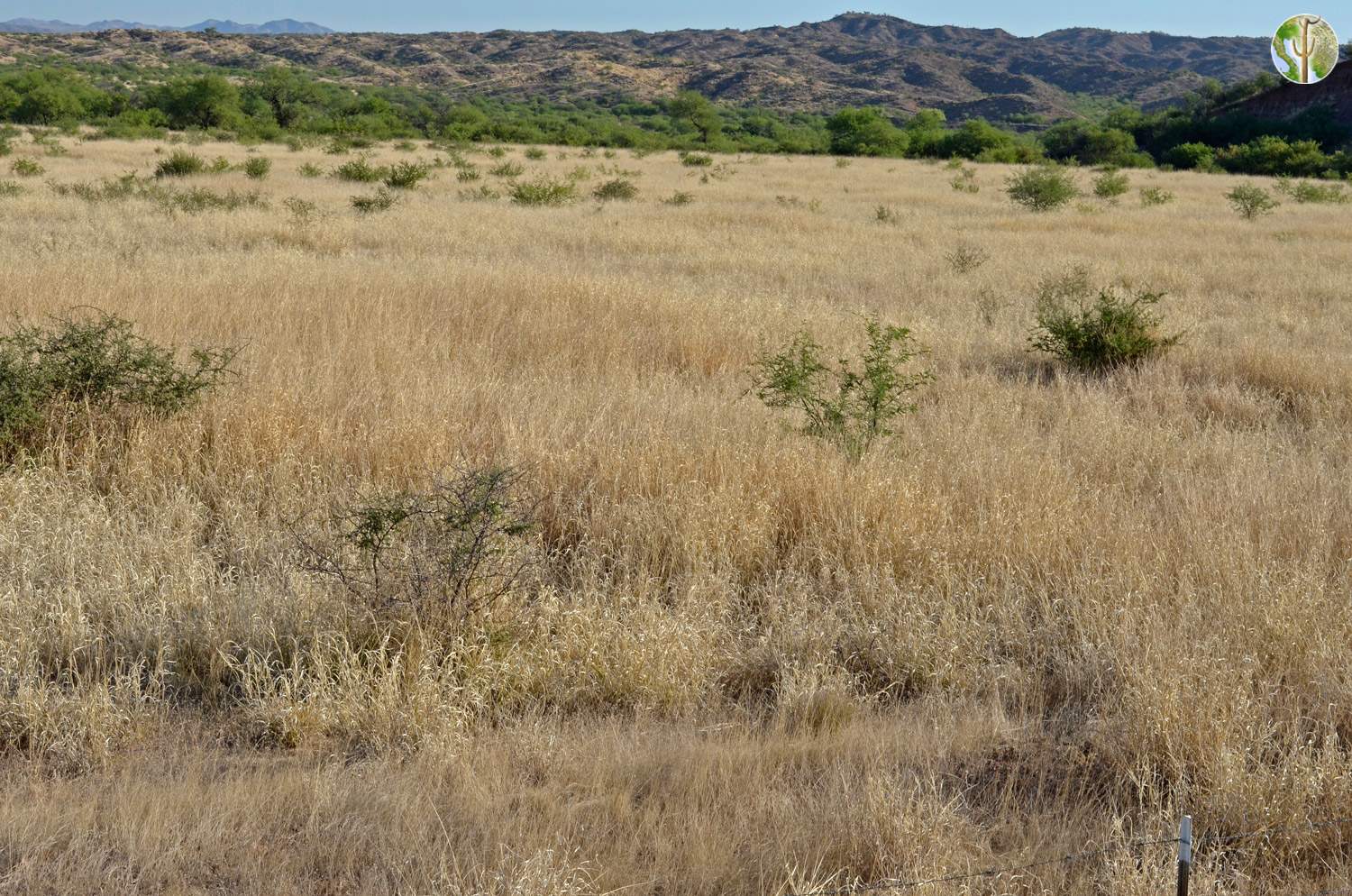 Buffel-grass converted desert