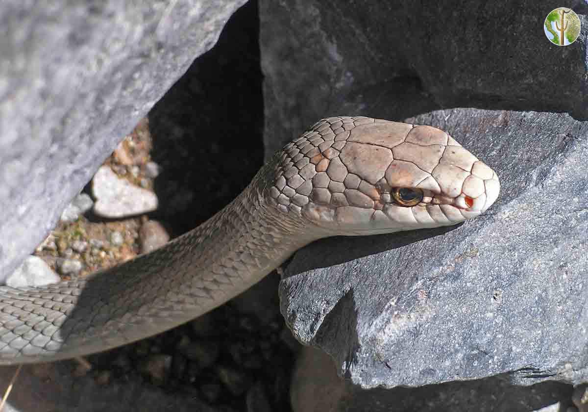 Coluber mentovarius, Neotropical Whipsnake