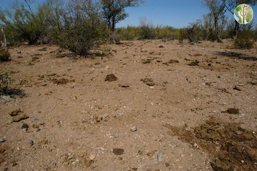 Overgrazed Sonoran Desert