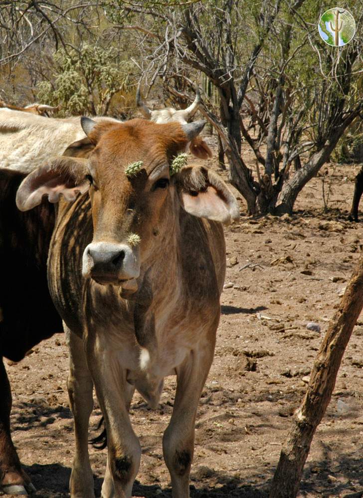Cow with cholla on its face