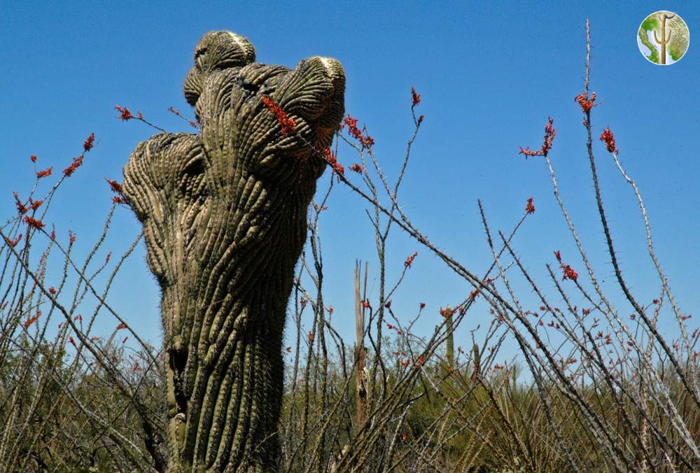 Crested Saguaro amongst blooming ocotillos
