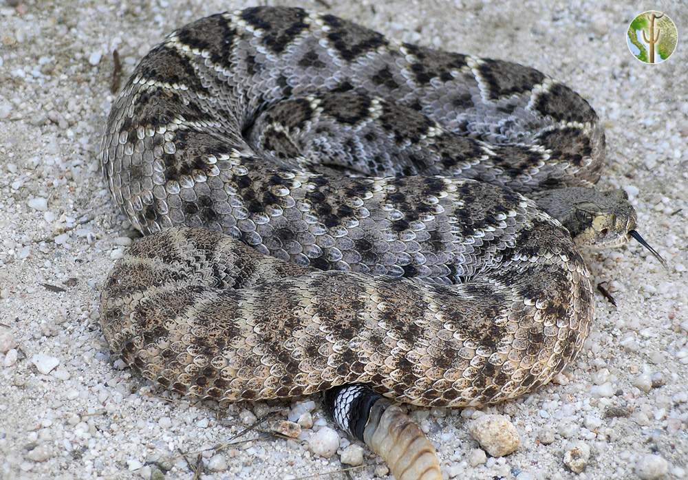 Crotalus atrox, western diamondback rattlesnake
