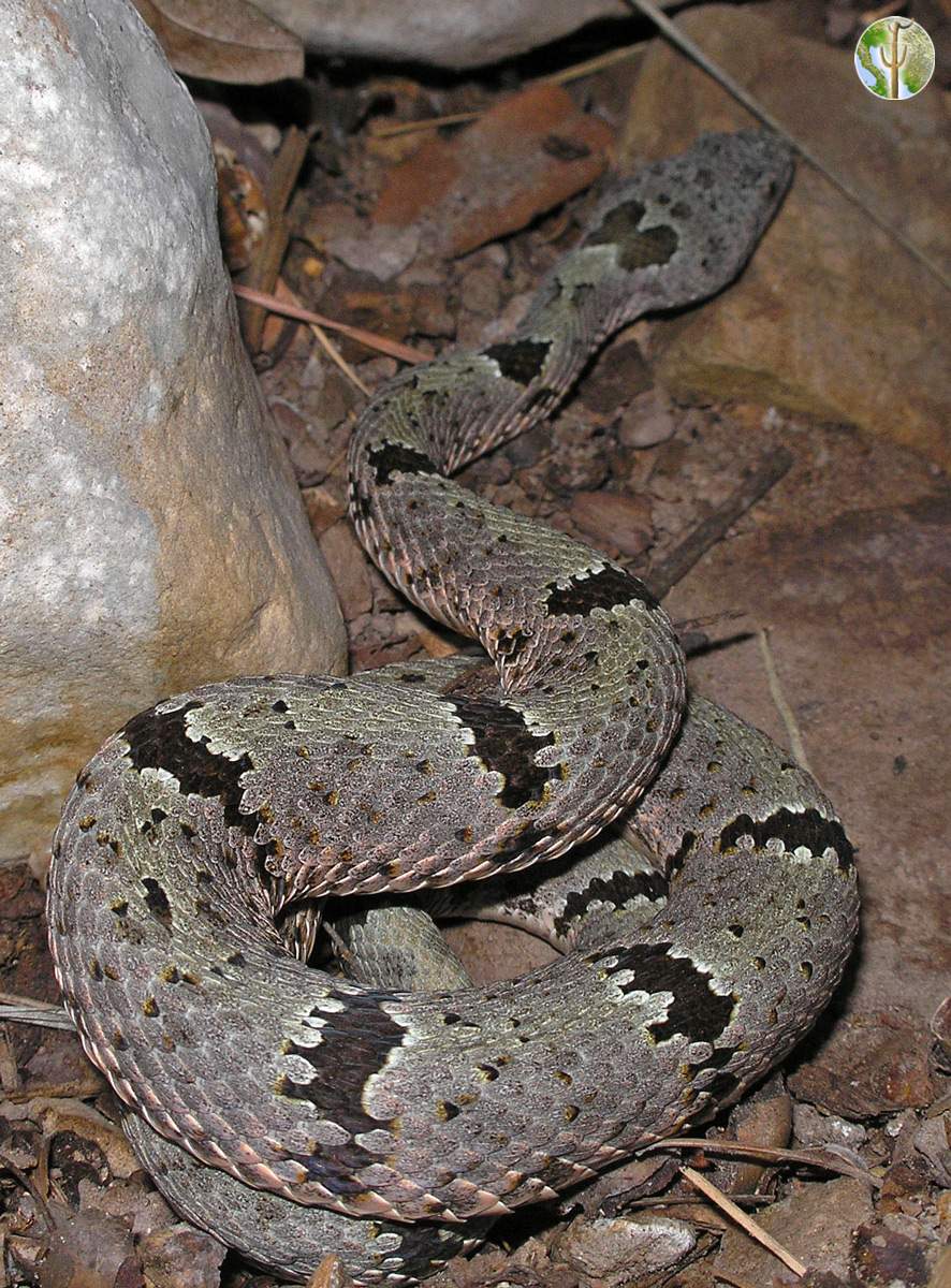 Crotalus lepidus, rock rattlesnake