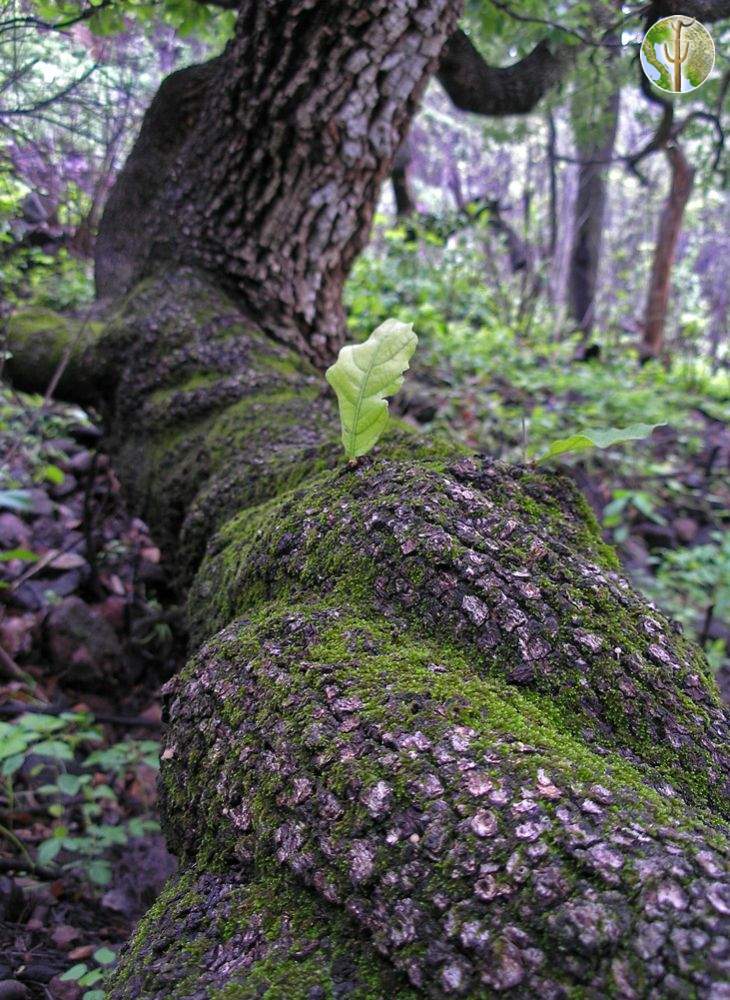 Curled oak trunk