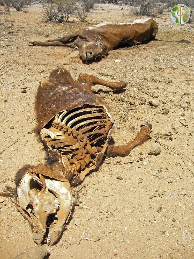 Dead desiccated cows, Sonora