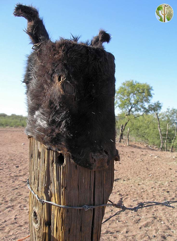 Donkey head stretched over fence post