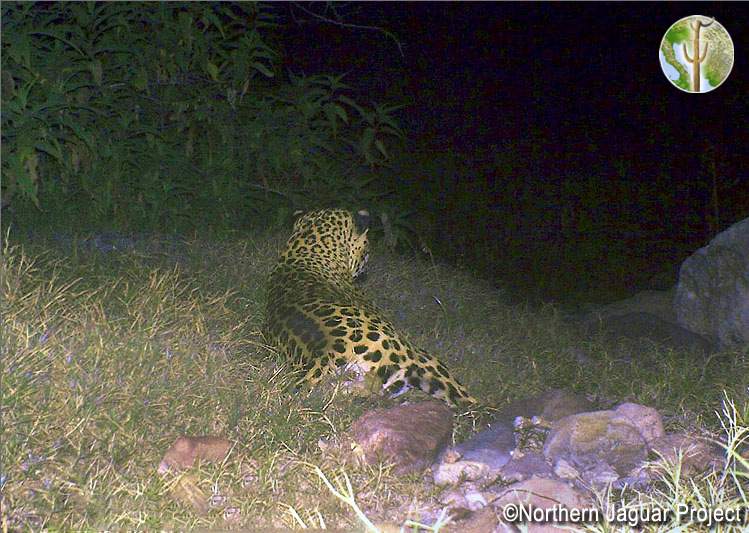 Jaguar on Northern Jaguar Reserve