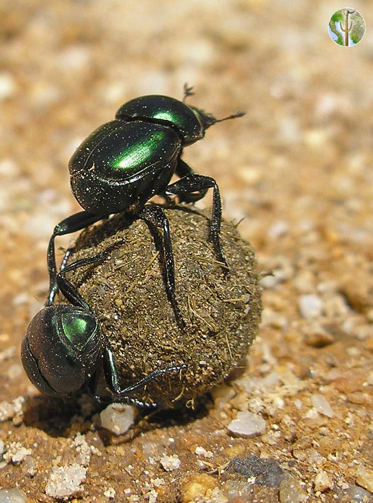 Dung beetles rolling dung ball