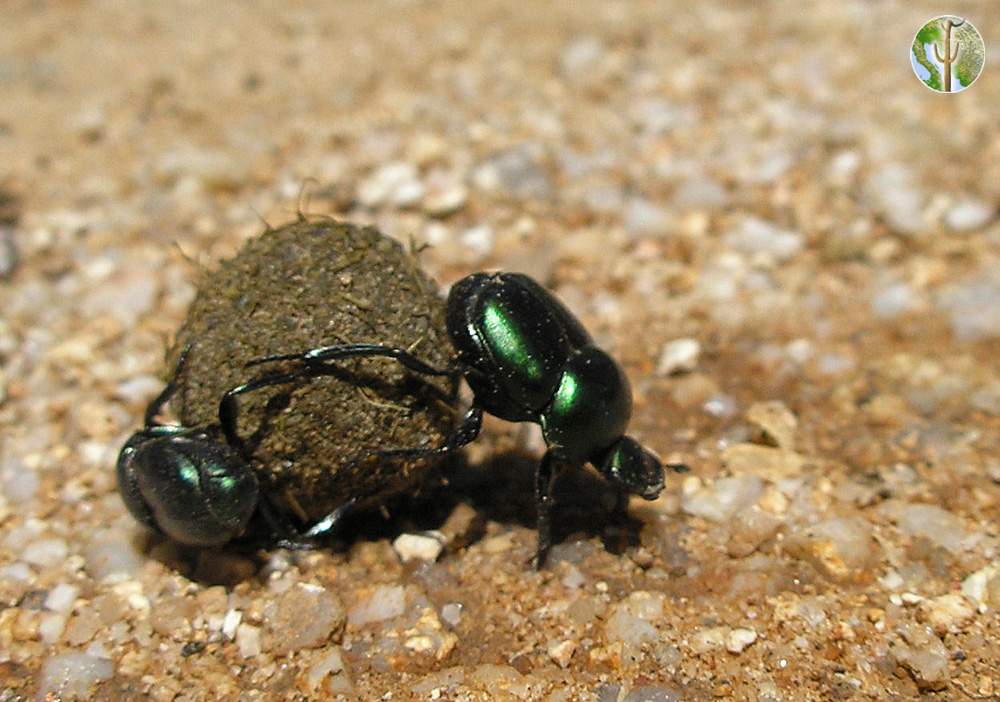 Dung beetles rolling dung ball