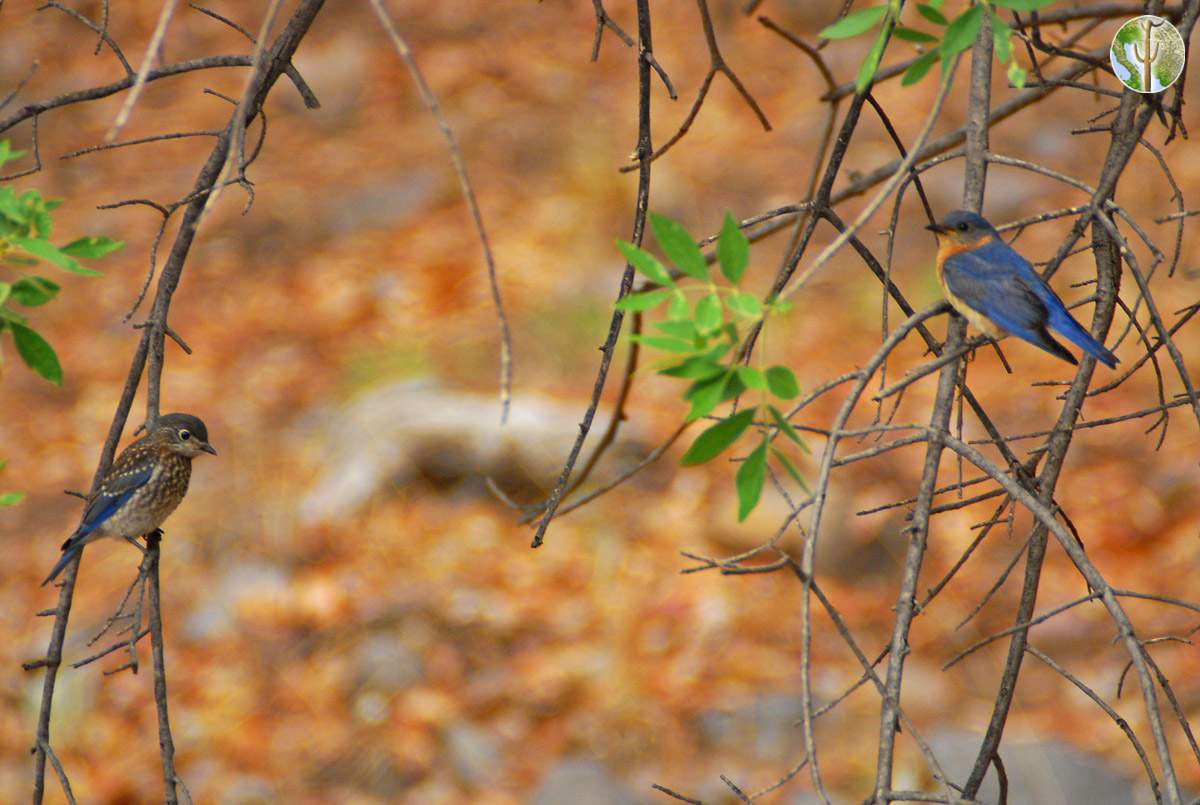 Eastern bluebird with young
