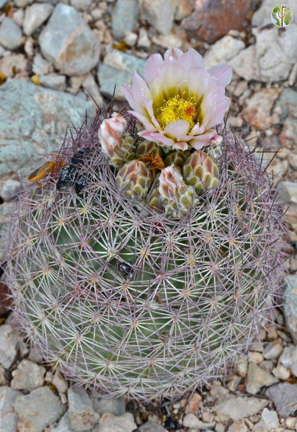 Echinomastus erectocentrus var. erectocentrus Needle-Spined Pineapple Cactus