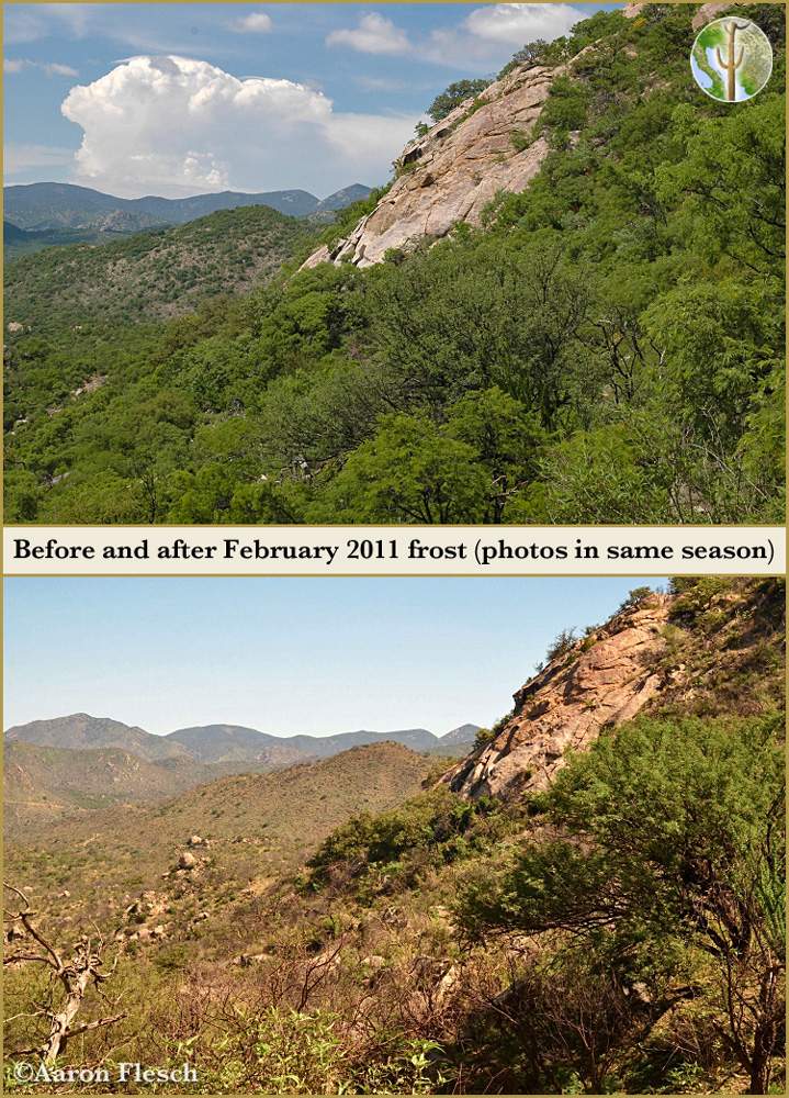 Thornscrub before and after heavy February 2011 frost