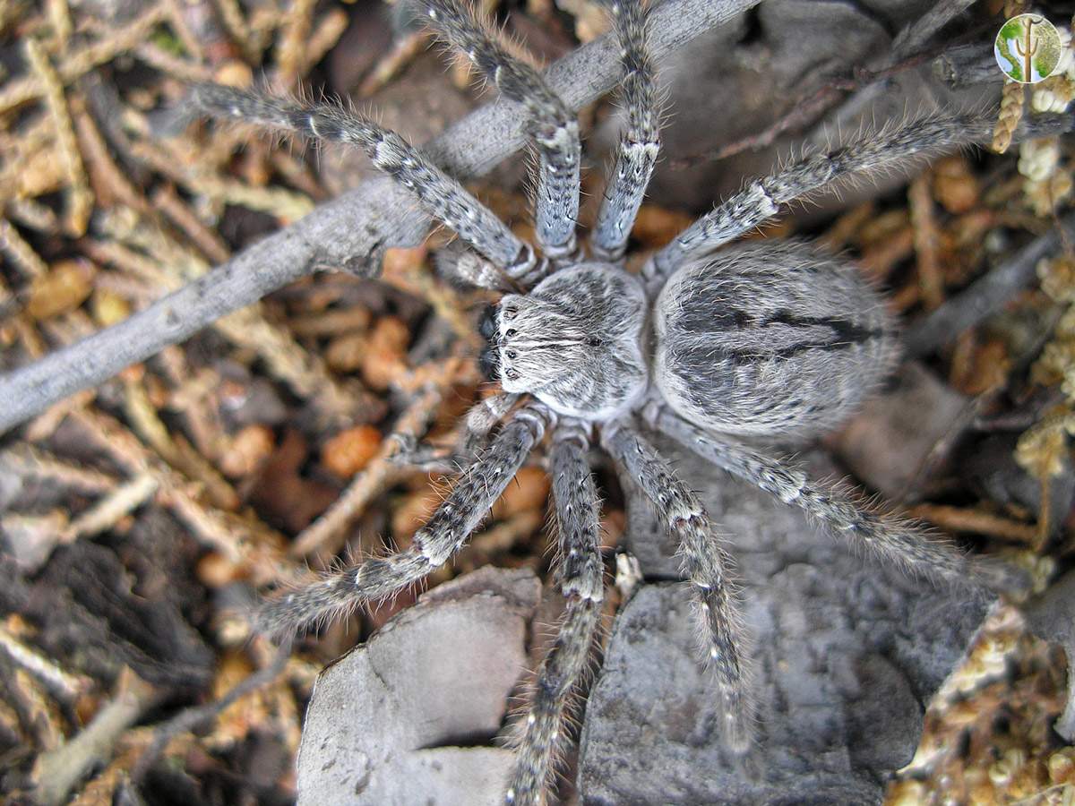 Giant wolf spider