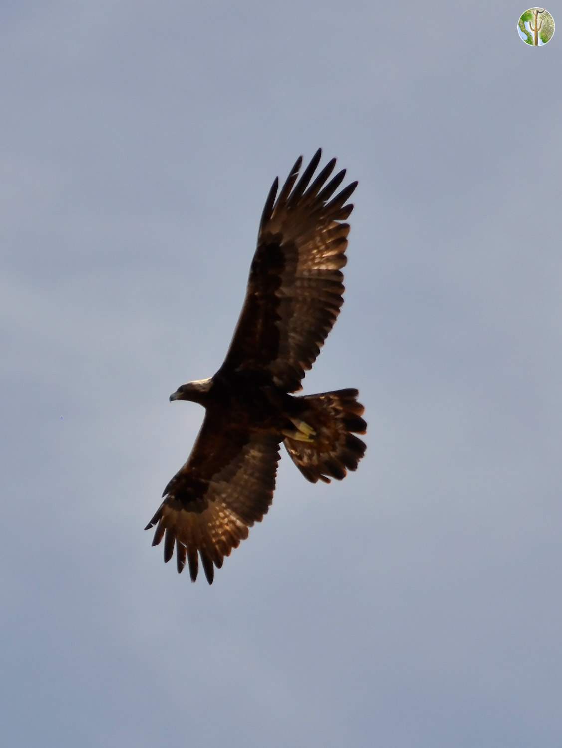 Golden Eagle soaring