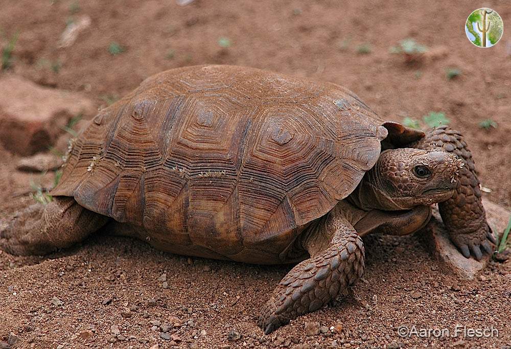 Gopherus agassizii, desert tortoise