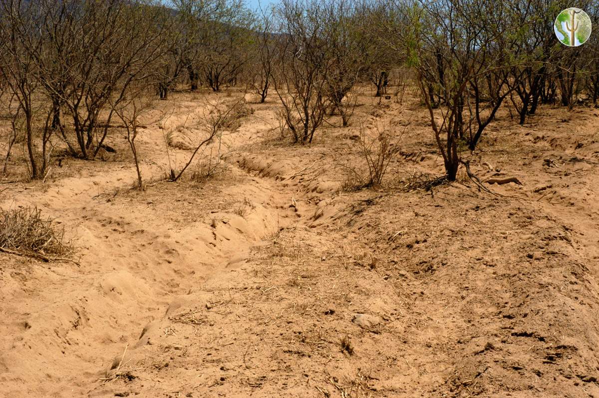 Photo: Heavily overgrazed bottomland in the Sonoran Desert