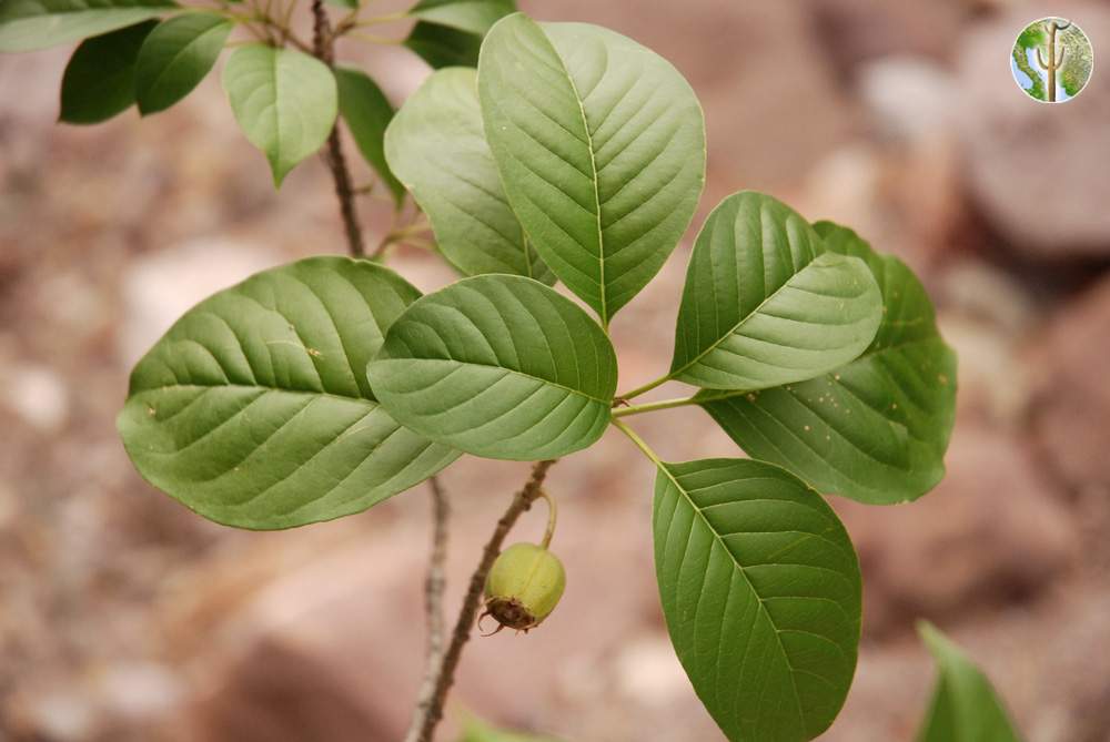 Hintonia latiflora leaves and fruit