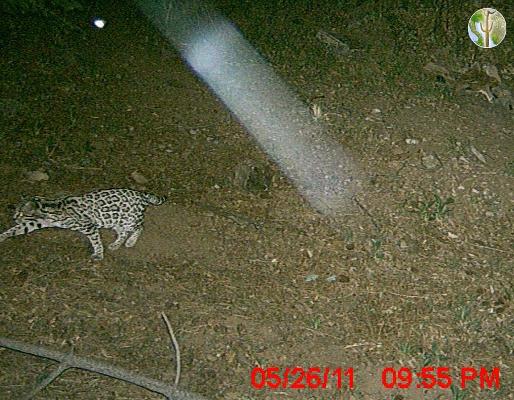 Photo of an Ocelot in the Huachuca Mountains - May 2011