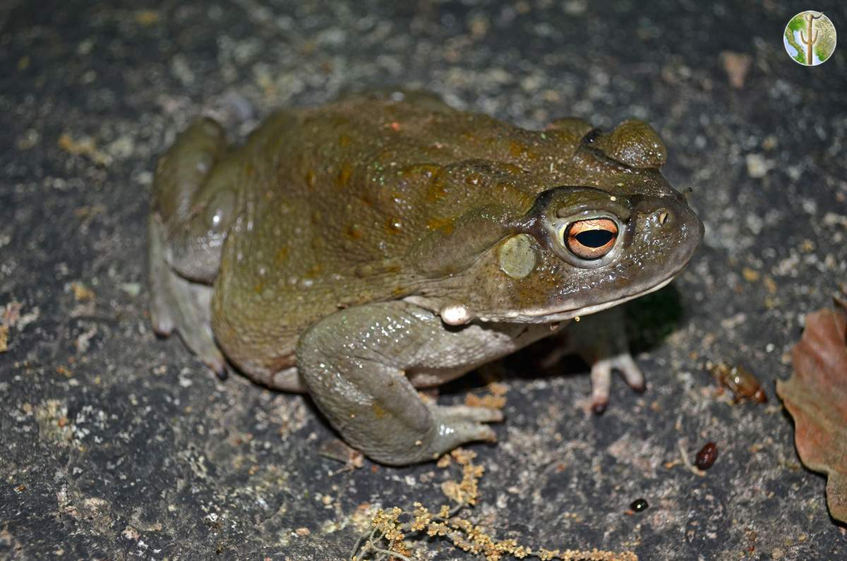 Incilius alvarius Sonoran Desert toad Wild Sonora