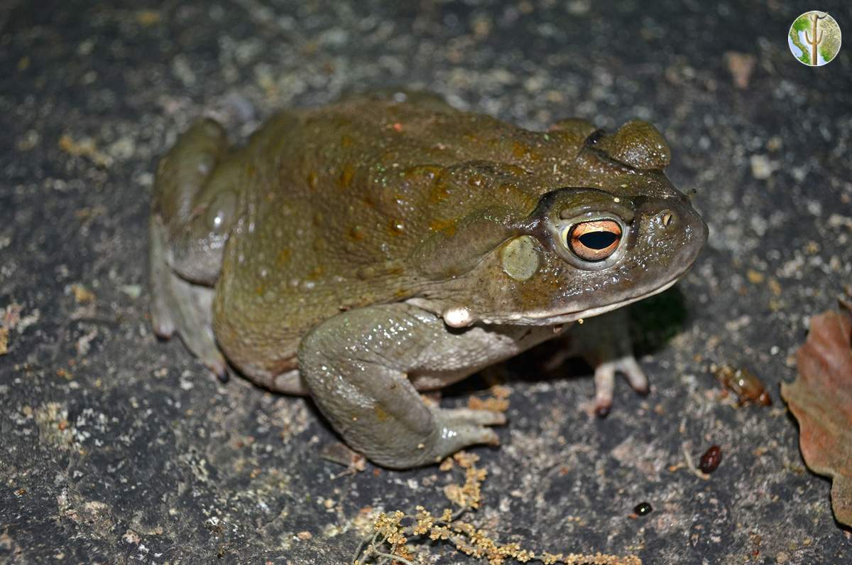 Incilius alvarius - Sonoran Desert toad