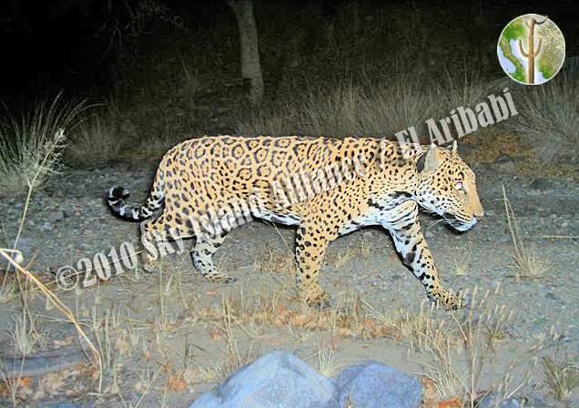 Jaguar at El Aribabi, Sonora