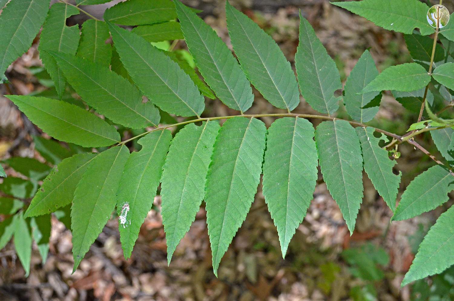 Juglans major leaf
