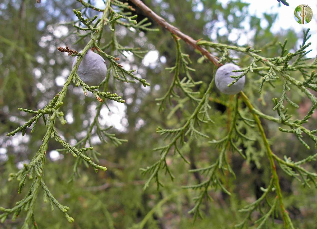 Juniperus deppeana, leaves and fruit