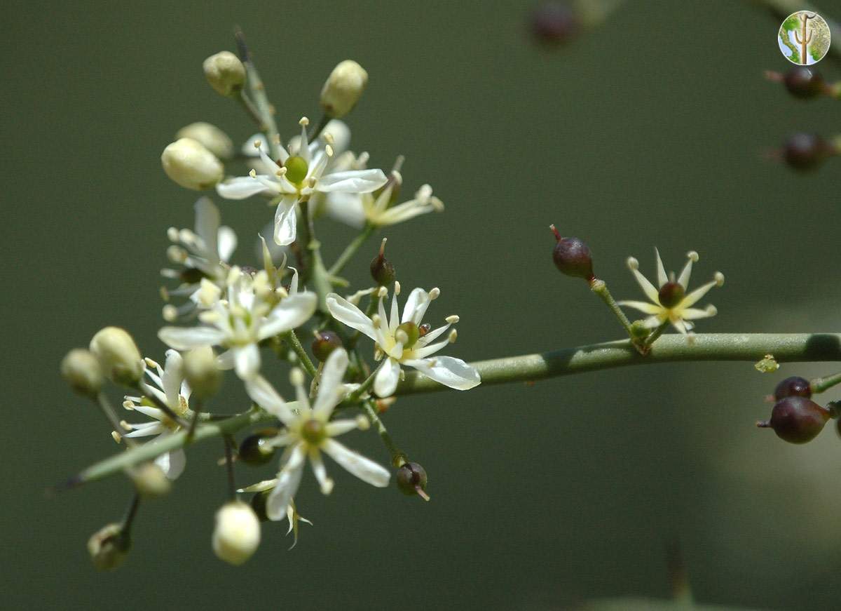 Koeberlinia spinosa flowers