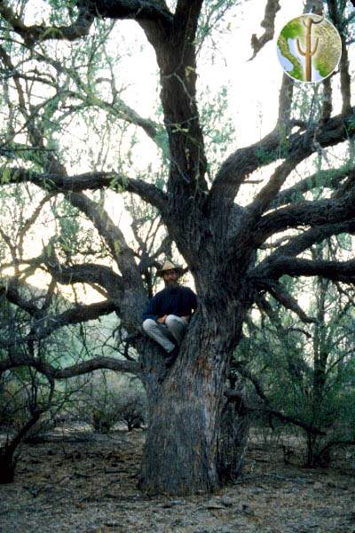Large Ironwood Tree