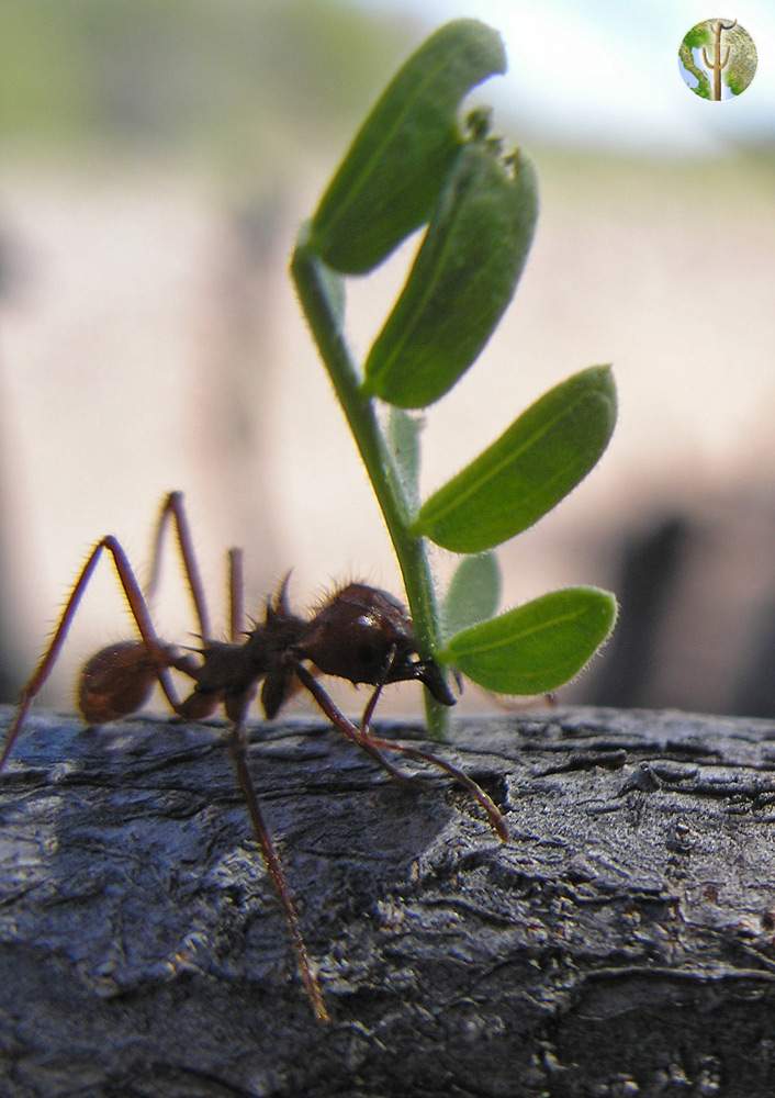 Leaf cutter ants carrying Acacia greggii