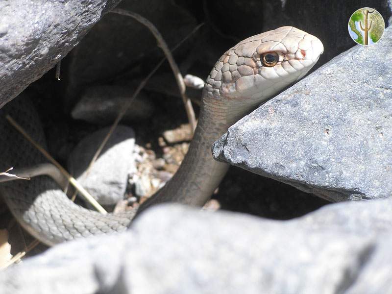 Masticophis mentovarius Masticophis mentovarius