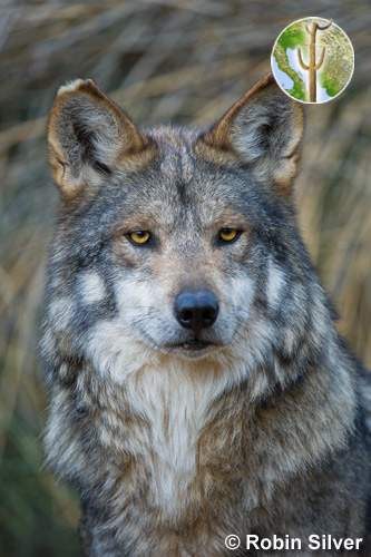 Mexican Gray Wolf © Robin Silver