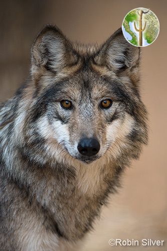 Mexican grey wolf