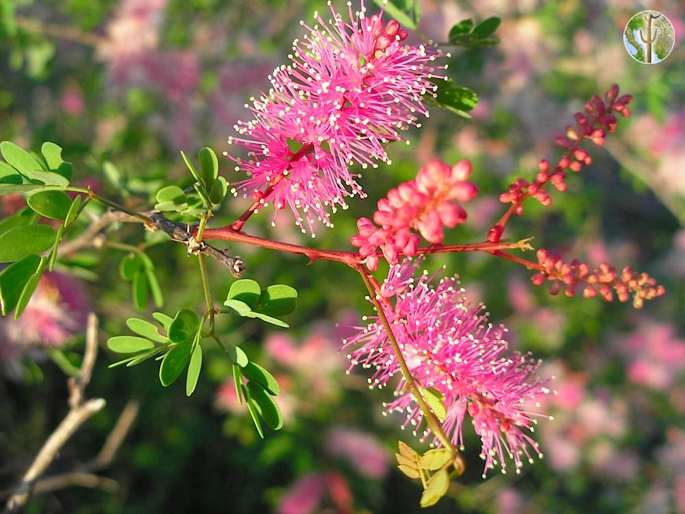 Mimosa laxiflora with flowers