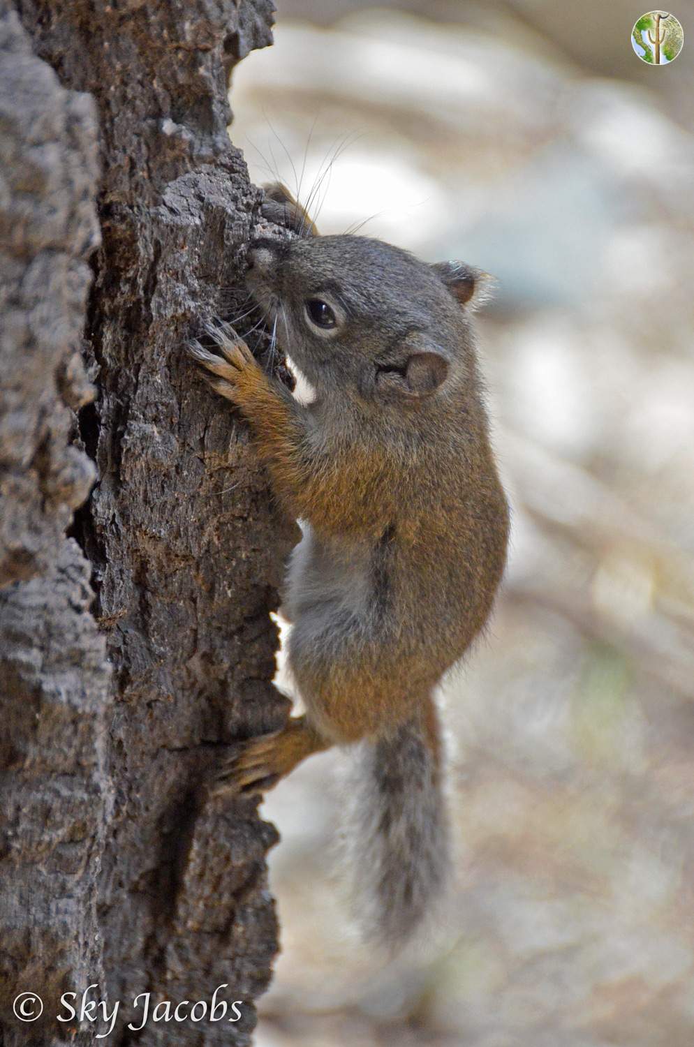 Mount Graham Red Squirrel