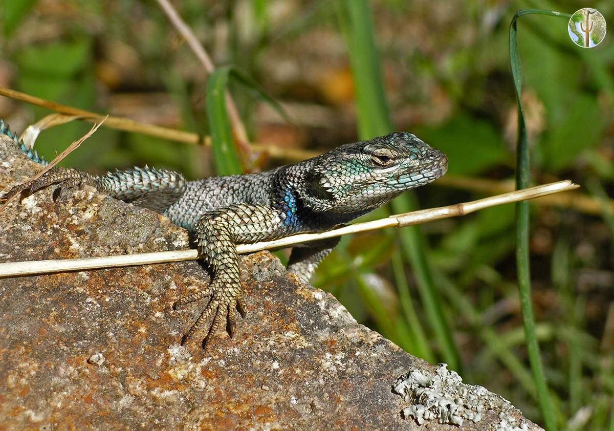 Sceloporus Jarrovii, Yarrow's Spiny Lizard | Wild Sonora