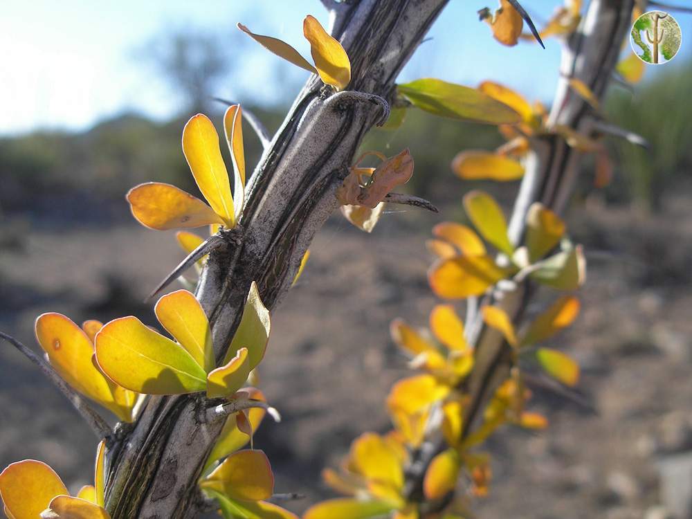 Ocotillo branch with leaves up-close