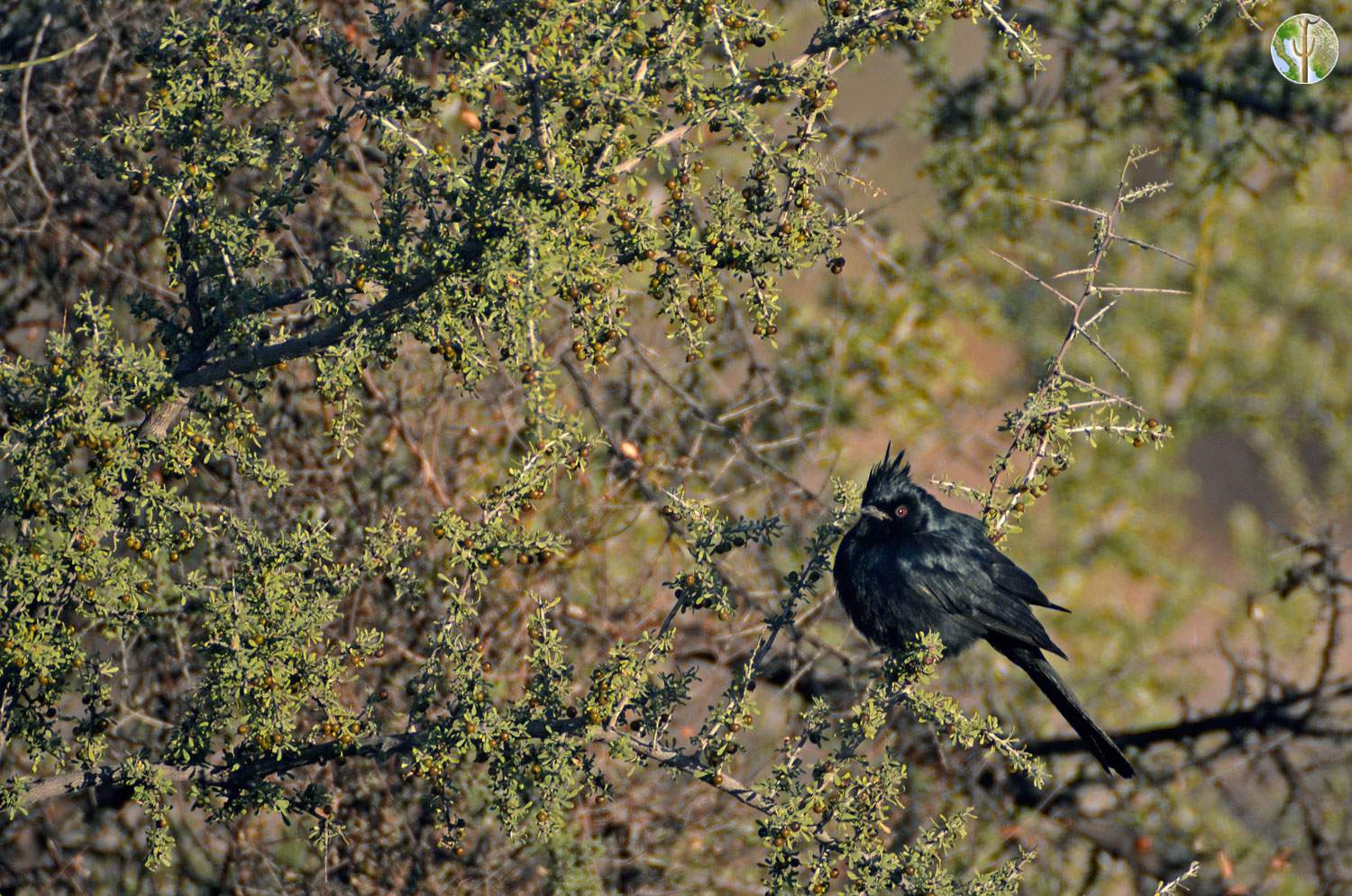 Phainopepla on Condalia globosa