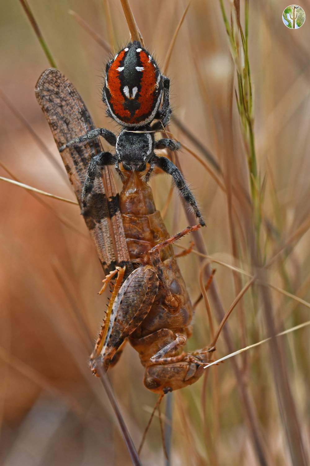 Phidippus carneus carrying trimerotropis pallidipennis (jumping spider eating grasshopper)
