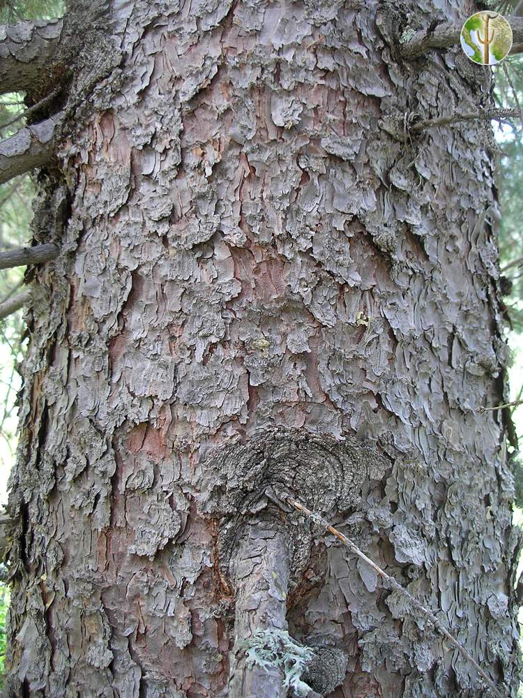 Picea engelmannii, Engelmann spruce