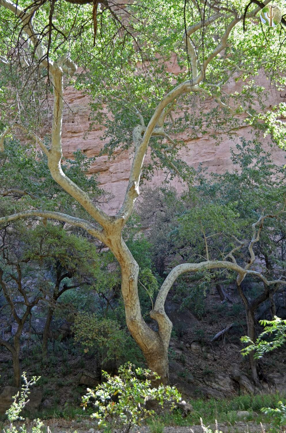 Platanus wrightii, Arizona sycamore